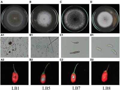 Fungal pathogens causing postharvest fruit rot of wolfberry and inhibitory effect of 2,3-butanedione